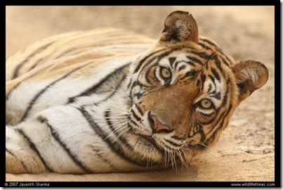 n_tiger_sleep