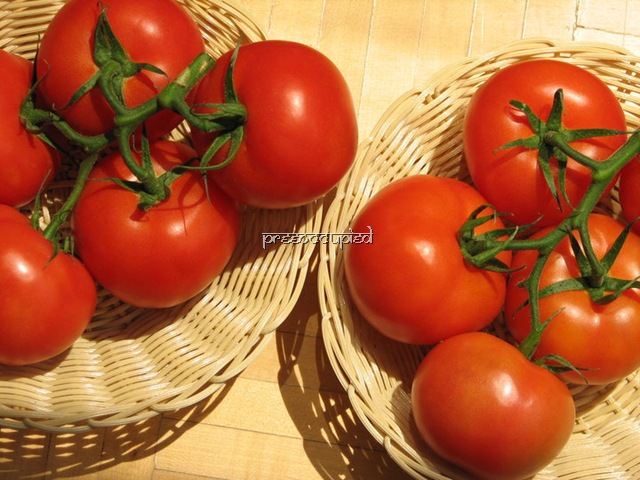 [tomatoes Pree[10].jpg]