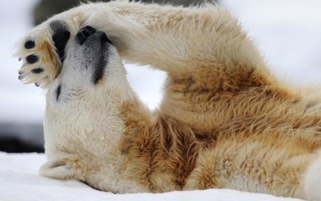 [bear-article_1555847c[2].jpg]