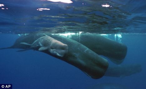 [whales[2].jpg]