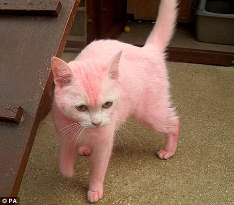 [pink cat[2].jpg]