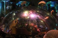 trapped in a bubble