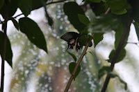 IMG_4886.JPG