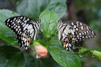 IMG_4913.JPG