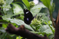 IMG_4952.JPG
