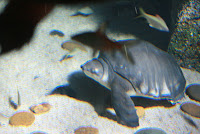 IMG_0108.JPG