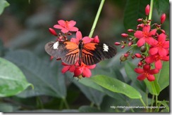butterfly house (6)