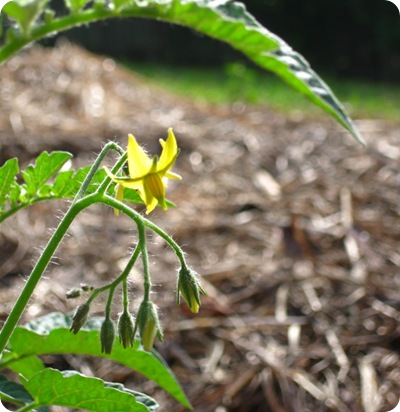 tomato flower