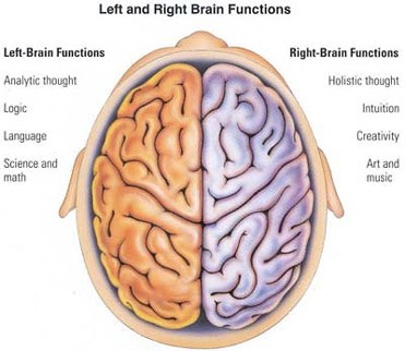 [brain hemispheres[6].jpg]