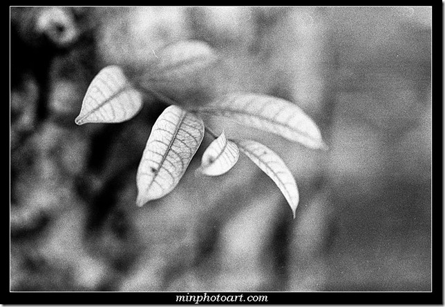 Neopan_400-21