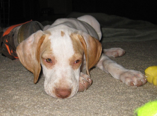 [Puppy 5[4].jpg]