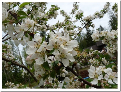 crab apple blossoms