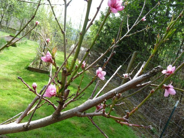 [peach blossom[2].jpg]