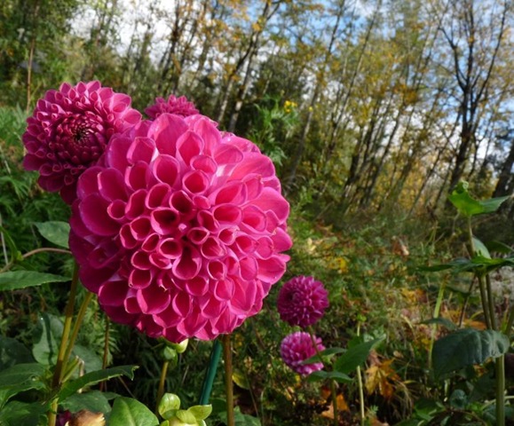 [pink dahlia[2].jpg]