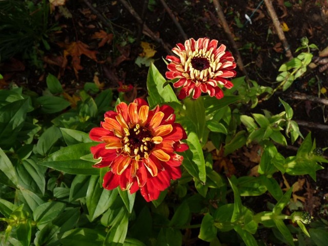 [zinnia[2].jpg]