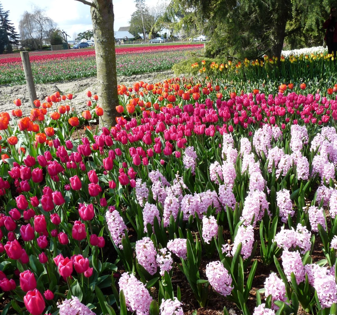 [tulip5[3].jpg]