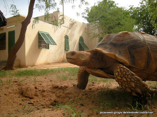 eine von zwei Schildkröten vor dem Küchentrakt der Ex-Präsidenten-Villa Maga