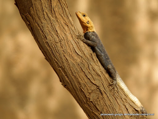 Gecko auf Baum.