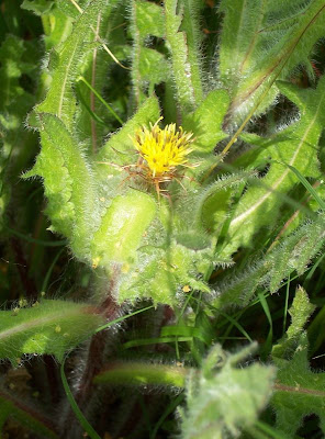 Blessed thistle Blessed thistle