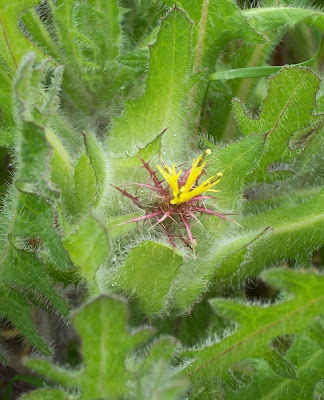 Blessed thistle Blessed thistle