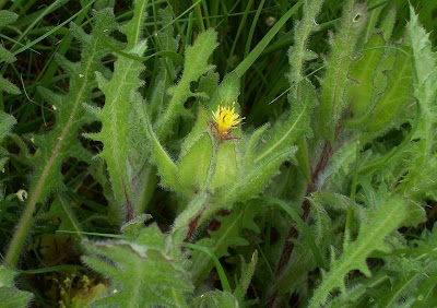 Blessed thistle Blessed thistle