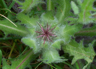Blessed thistle Blessed thistle