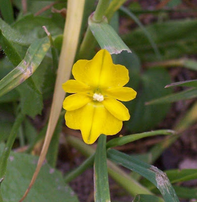 Cornacchina a foglie grandi Cornacchina a foglie grandi