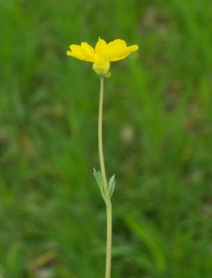 Cornacchina a foglie grandi Cornacchina a foglie grandi