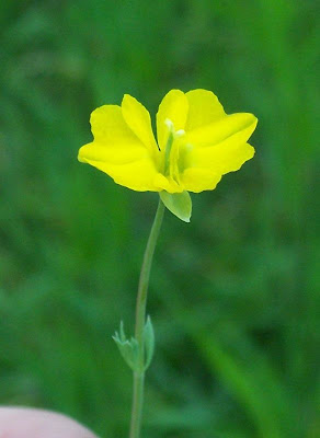 Cornacchina a foglie grandi Cornacchina a foglie grandi