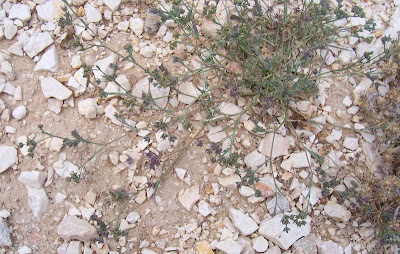 Bupleurum semicompositum,
Bupleuro alofilo,
Grey Hare's Ear