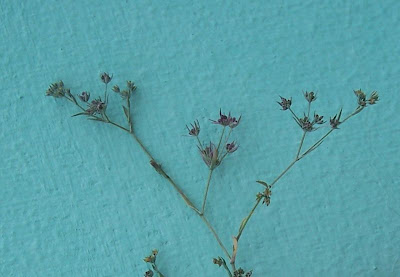Bupleurum semicompositum,
Bupleuro alofilo,
Grey Hare's Ear