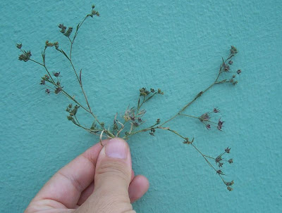Bupleurum semicompositum,
Bupleuro alofilo,
Grey Hare's Ear