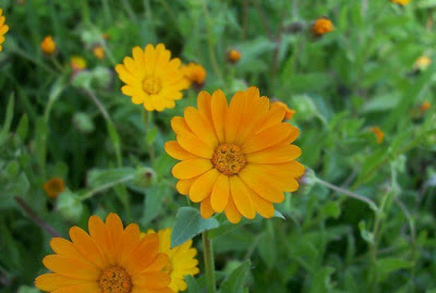 Calendula arvensis,
Acker-Ringelblume,
erva-vaqueira,
field marigold,
field-marigold,
Fiorrancio selvatico,
maravilla del campo,
souci des champs Calendula arvensis,
Acker-Ringelblume,
erva-vaqueira,
field marigold,
field-marigold,
Fiorrancio selvatico,
maravilla del campo,
souci des champs