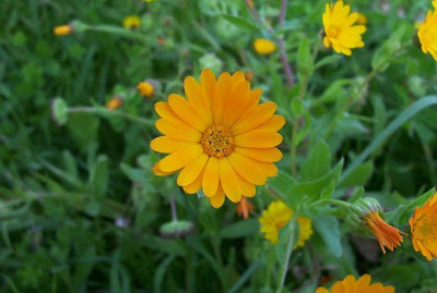 Calendula arvensis,
Acker-Ringelblume,
erva-vaqueira,
field marigold,
field-marigold,
Fiorrancio selvatico,
maravilla del campo,
souci des champs Calendula arvensis,
Acker-Ringelblume,
erva-vaqueira,
field marigold,
field-marigold,
Fiorrancio selvatico,
maravilla del campo,
souci des champs