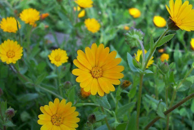 Calendula arvensis,
Acker-Ringelblume,
erva-vaqueira,
field marigold,
field-marigold,
Fiorrancio selvatico,
maravilla del campo,
souci des champs Calendula arvensis,
Acker-Ringelblume,
erva-vaqueira,
field marigold,
field-marigold,
Fiorrancio selvatico,
maravilla del campo,
souci des champs