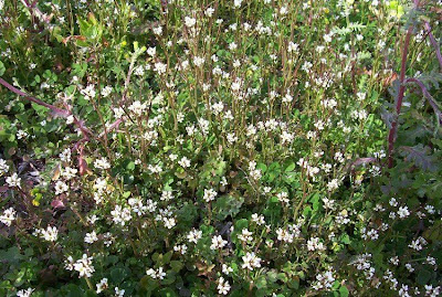 Crescione primaticcio Crescione primaticcio