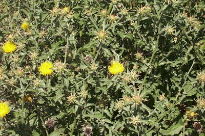 Centaurea nizzarda Centaurea nizzarda