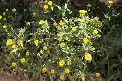 Calendula arvensis,
Acker-Ringelblume,
erva-vaqueira,
field marigold,
field-marigold,
Fiorrancio selvatico,
maravilla del campo,
souci des champs Calendula arvensis,
Acker-Ringelblume,
erva-vaqueira,
field marigold,
field-marigold,
Fiorrancio selvatico,
maravilla del campo,
souci des champs