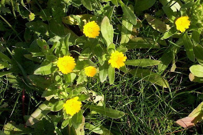 Calendula arvensis,
Acker-Ringelblume,
erva-vaqueira,
field marigold,
field-marigold,
Fiorrancio selvatico,
maravilla del campo,
souci des champs Calendula arvensis,
Acker-Ringelblume,
erva-vaqueira,
field marigold,
field-marigold,
Fiorrancio selvatico,
maravilla del campo,
souci des champs