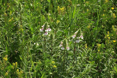Bartsia trixago Bartsia trixago