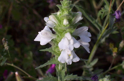Bartsia trixago Bartsia trixago