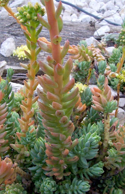 Pale Stonecrop
