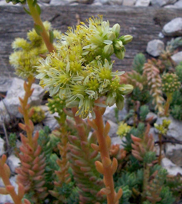 Pale Stonecrop
