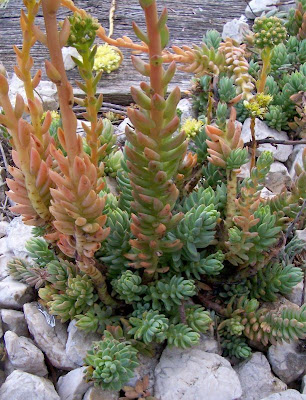 Pale Stonecrop