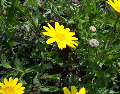 Saatwucherblume