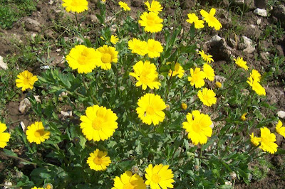 Saatwucherblume