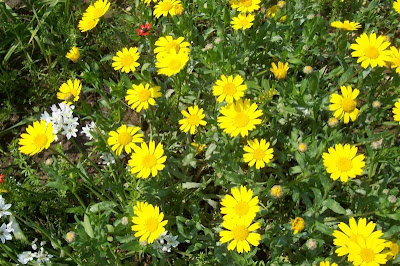 Saatwucherblume