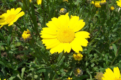 Saatwucherblume