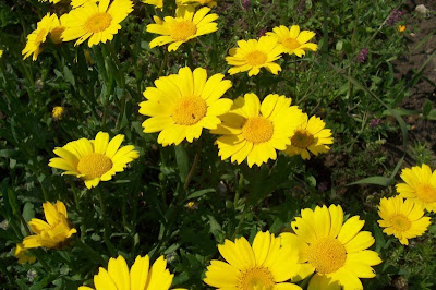 Saatwucherblume