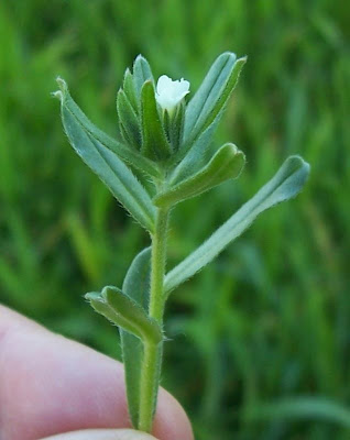 Buglossoides arvensis,
aljofareira,
corn gromwell,
corn-gromwell,
Erba-perla minore,
field gromwell,
pigeonweed Buglossoides arvensis,
aljofareira,
corn gromwell,
corn-gromwell,
Erba-perla minore,
field gromwell,
pigeonweed